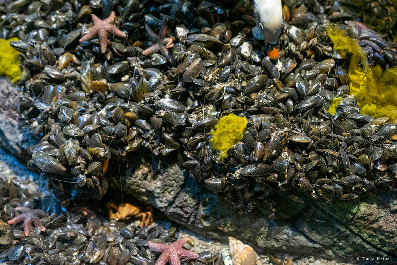 Miesmuscheln im Ozeaneum