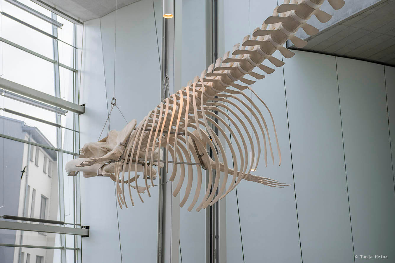 Finnwalskelett im Ozeaneum