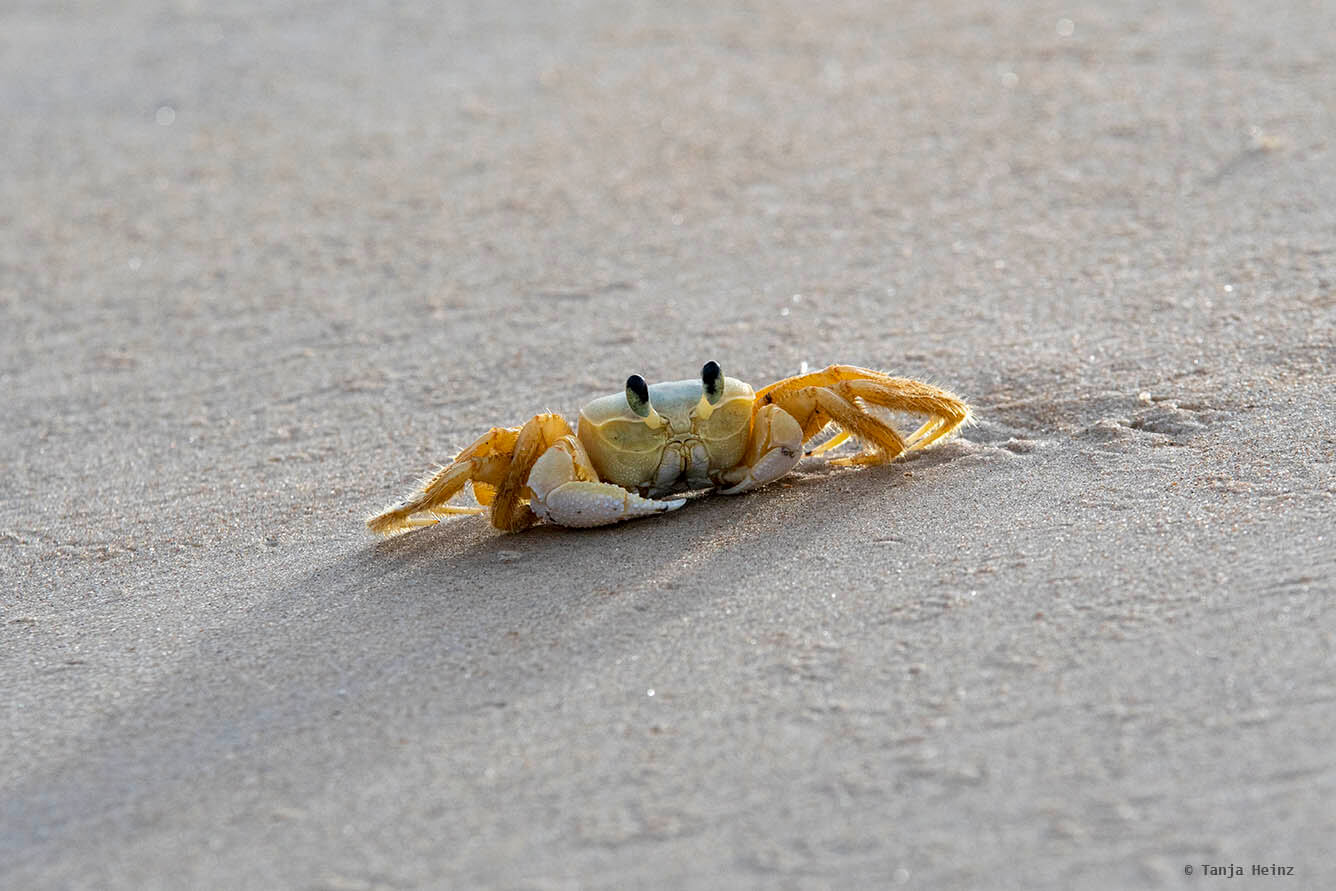Westatlantische Reitkrabbe in Brasilien