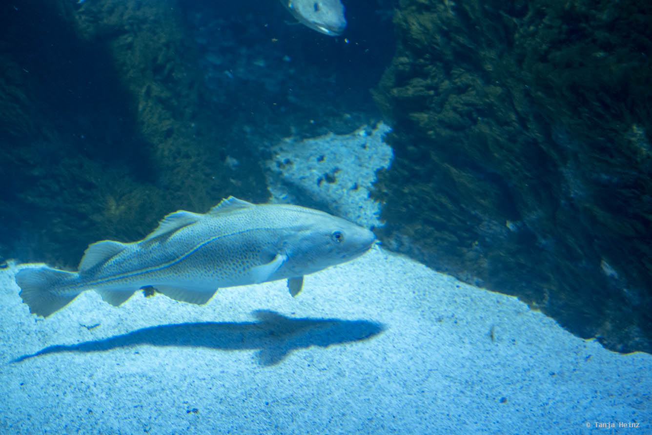 Kabeljau/Dorsch im Ozeaneum