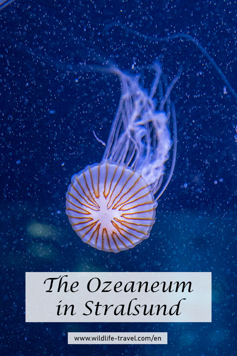 Ozeaneum