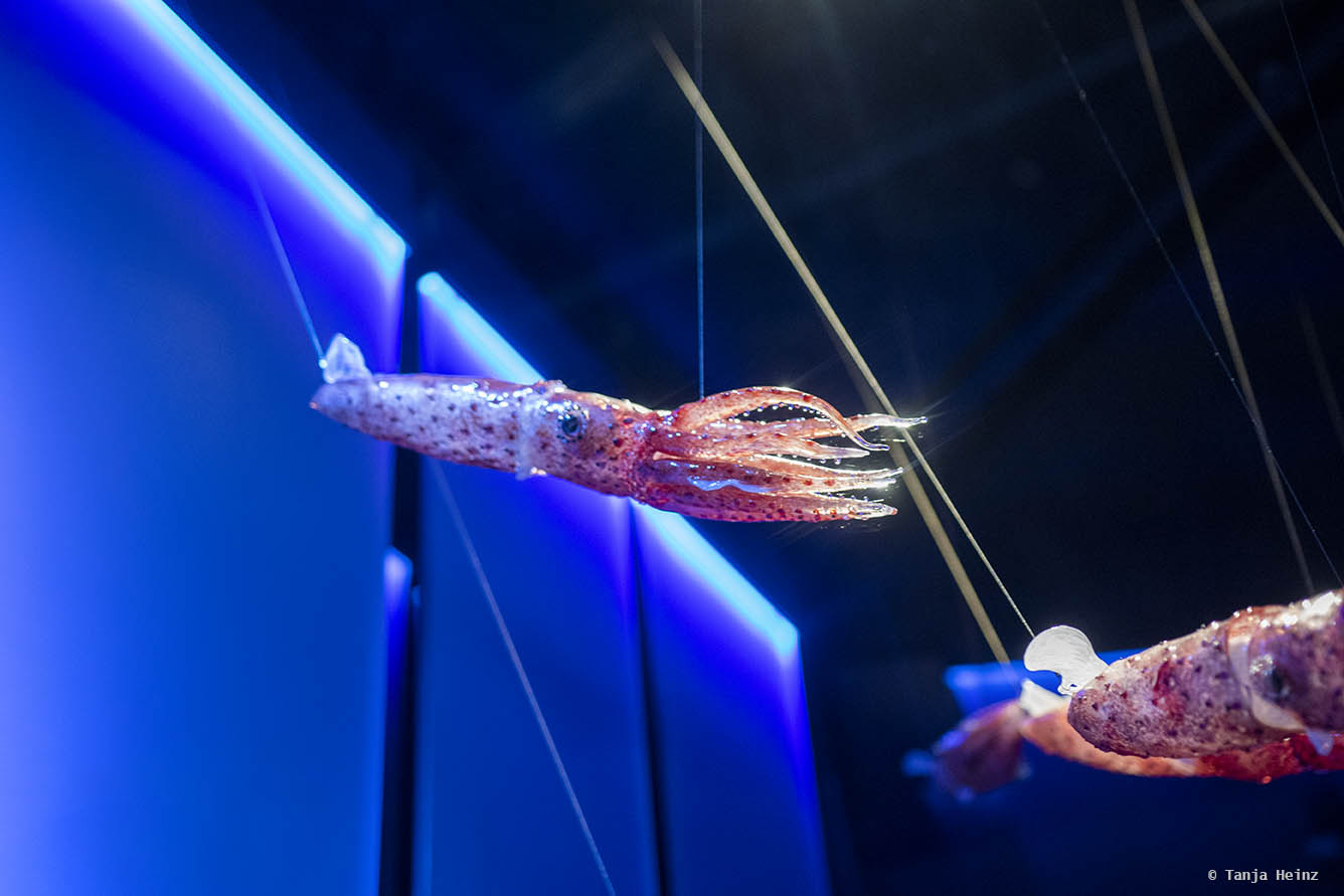 Juwelenkalmare im Ozeaneum