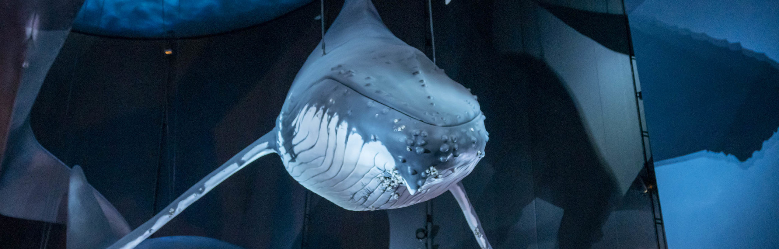 schwefelsaurer ammoniak dünger kaufen Schwefelsaures Ammoniak, 20 kg – Rasengrün.de main image 1