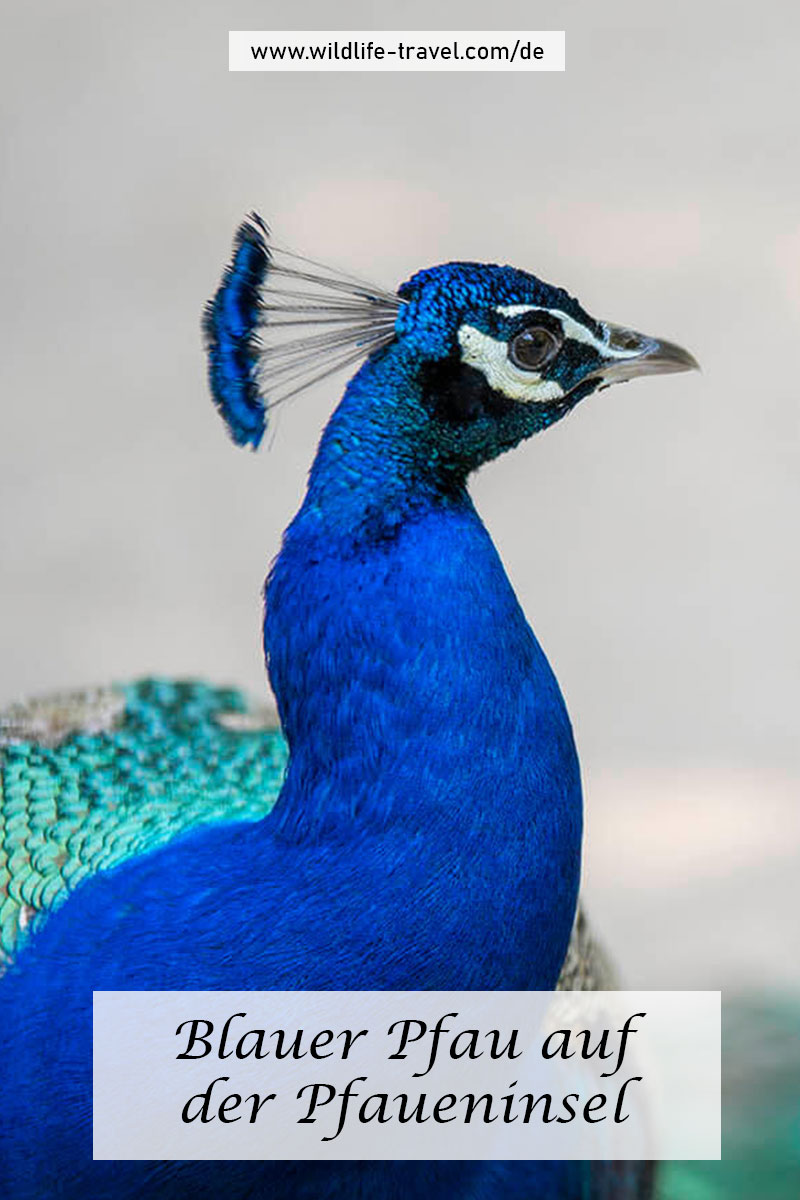 Pfaueninsel