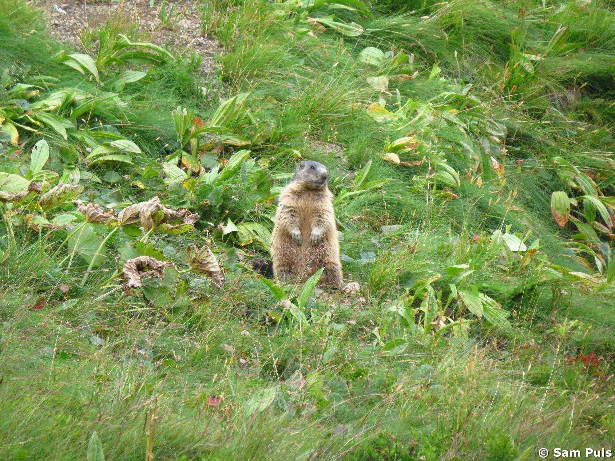 wildlife watching