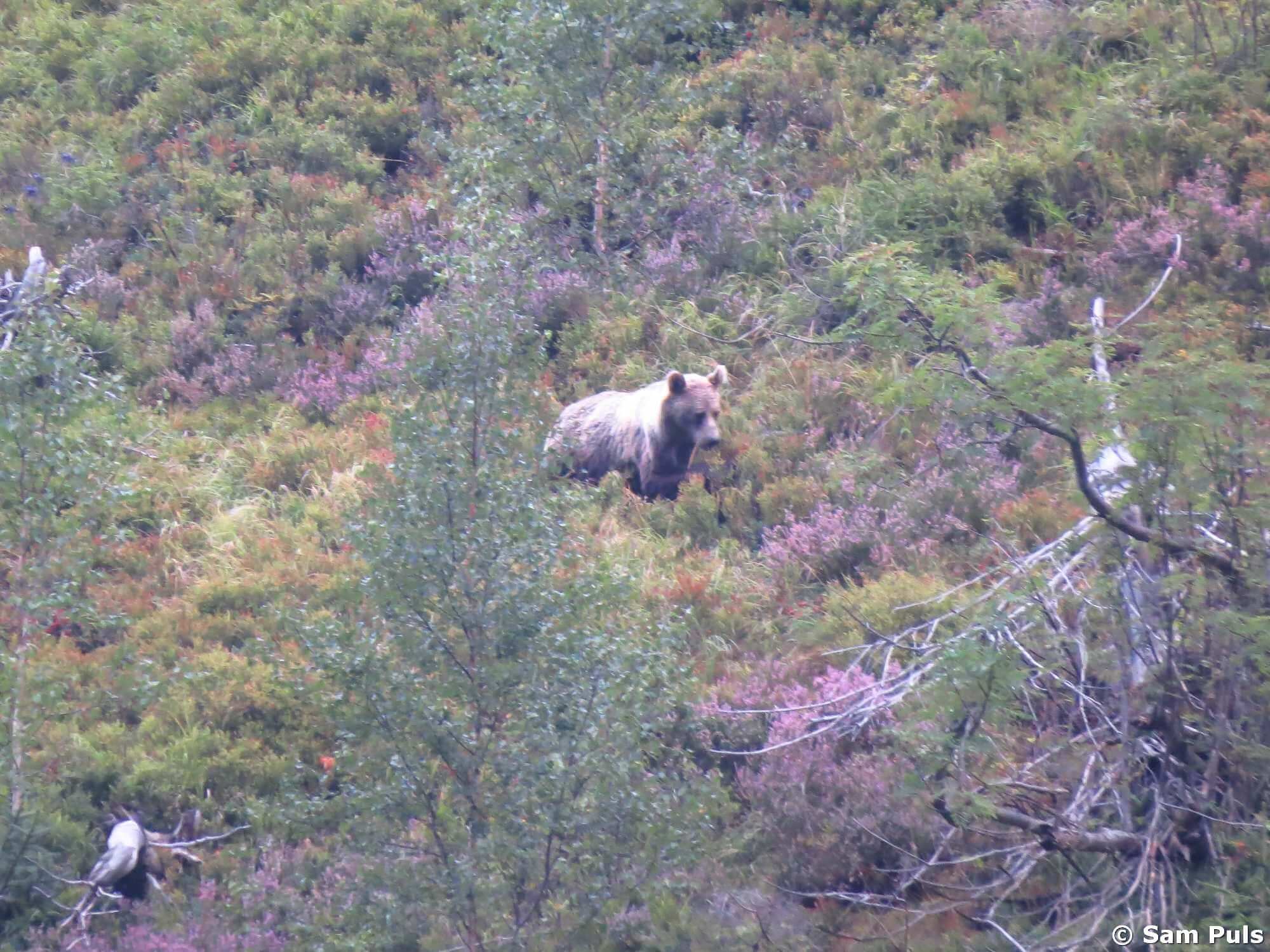 Bear looking for berries