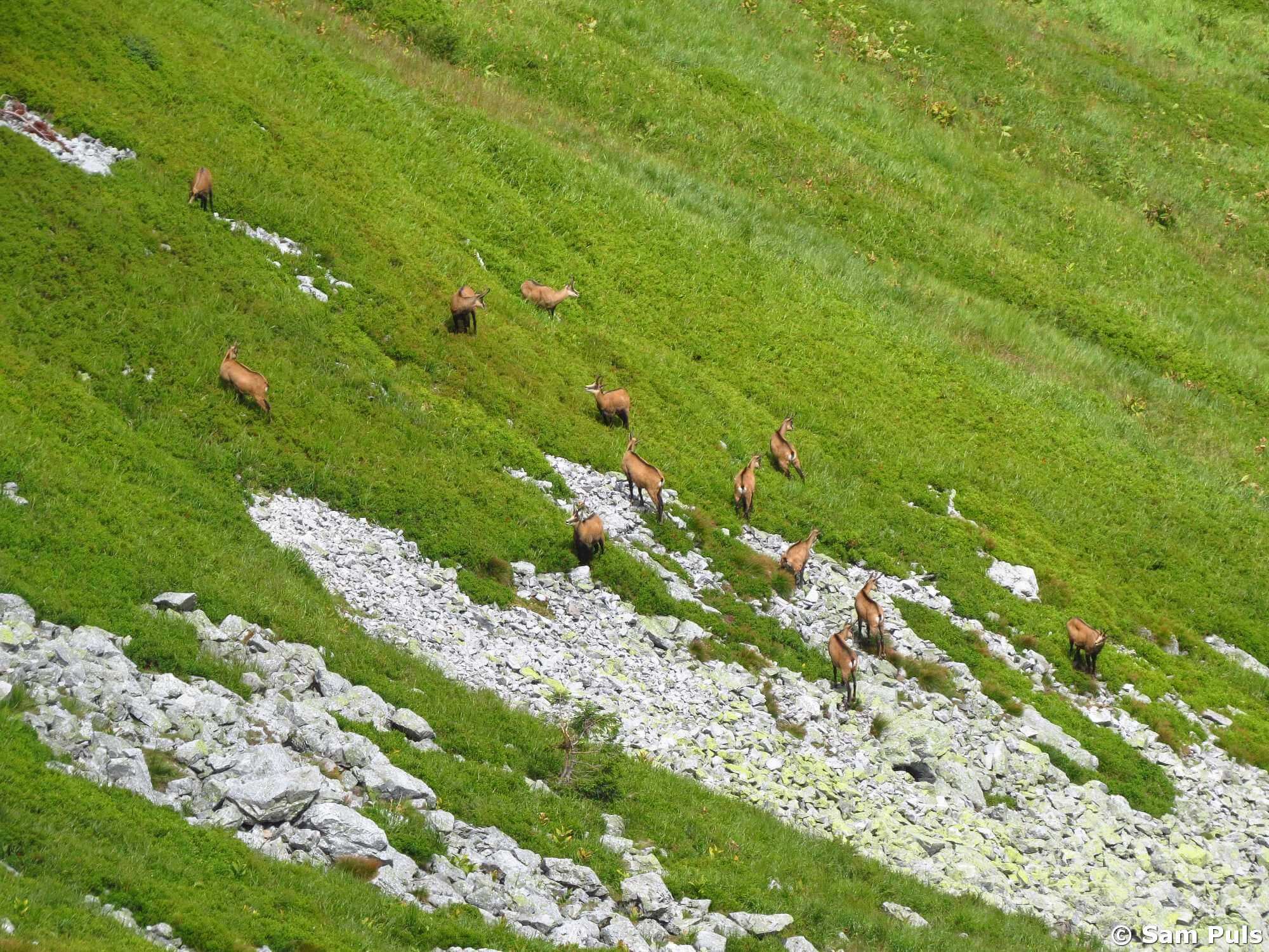 Wildlife watching in the High Tatras