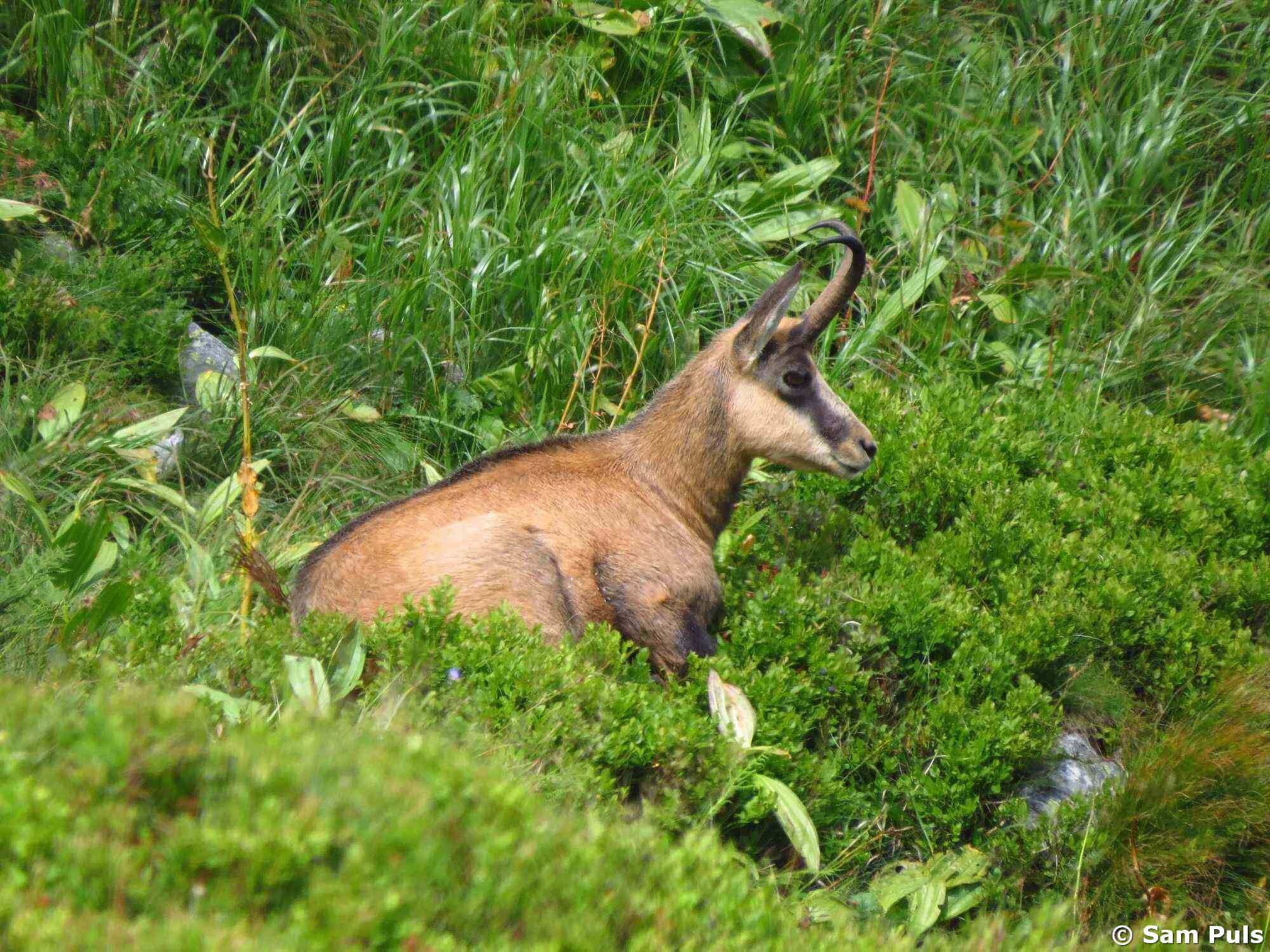 Chamois resting