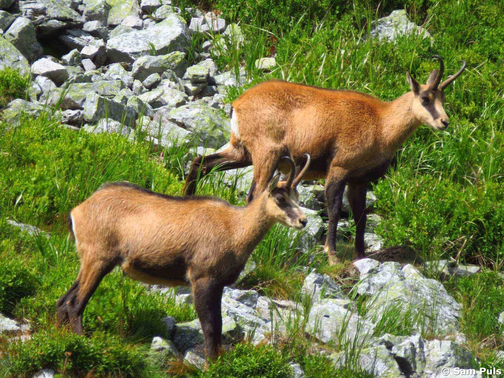 wildlife watching