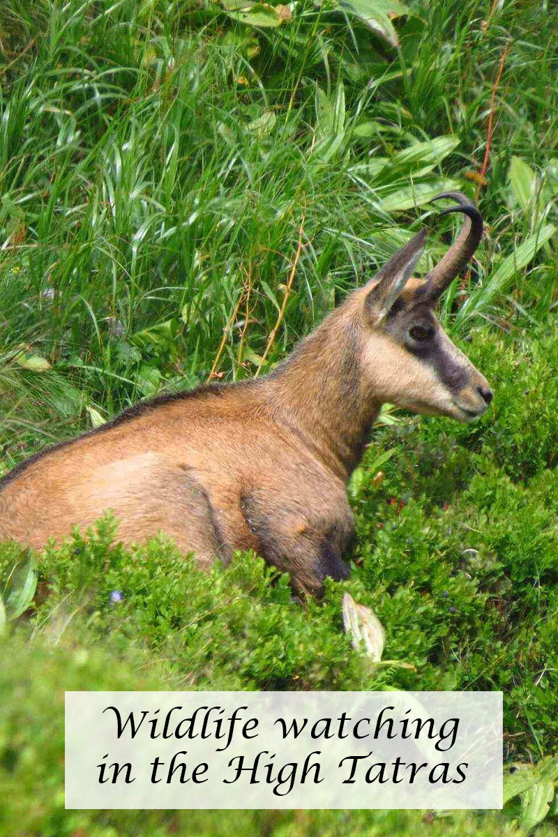 wildlife watching