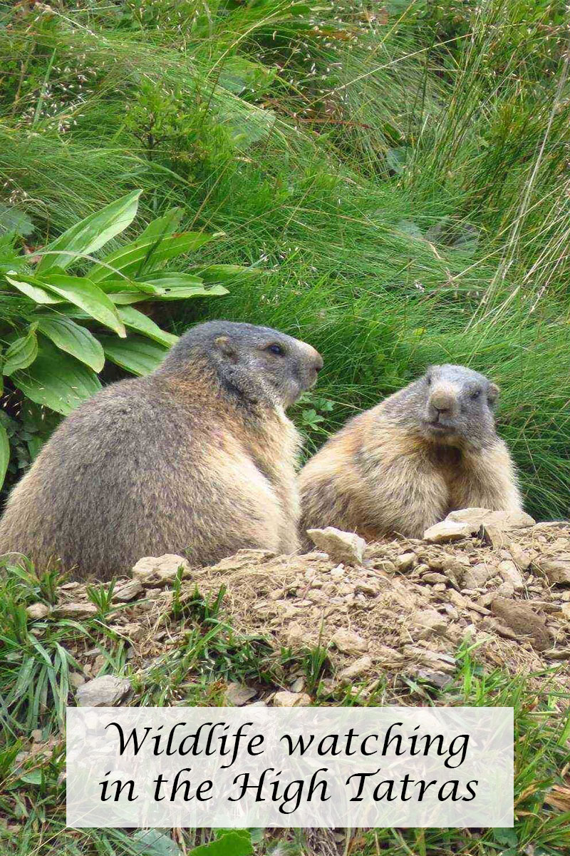 wildlife watching