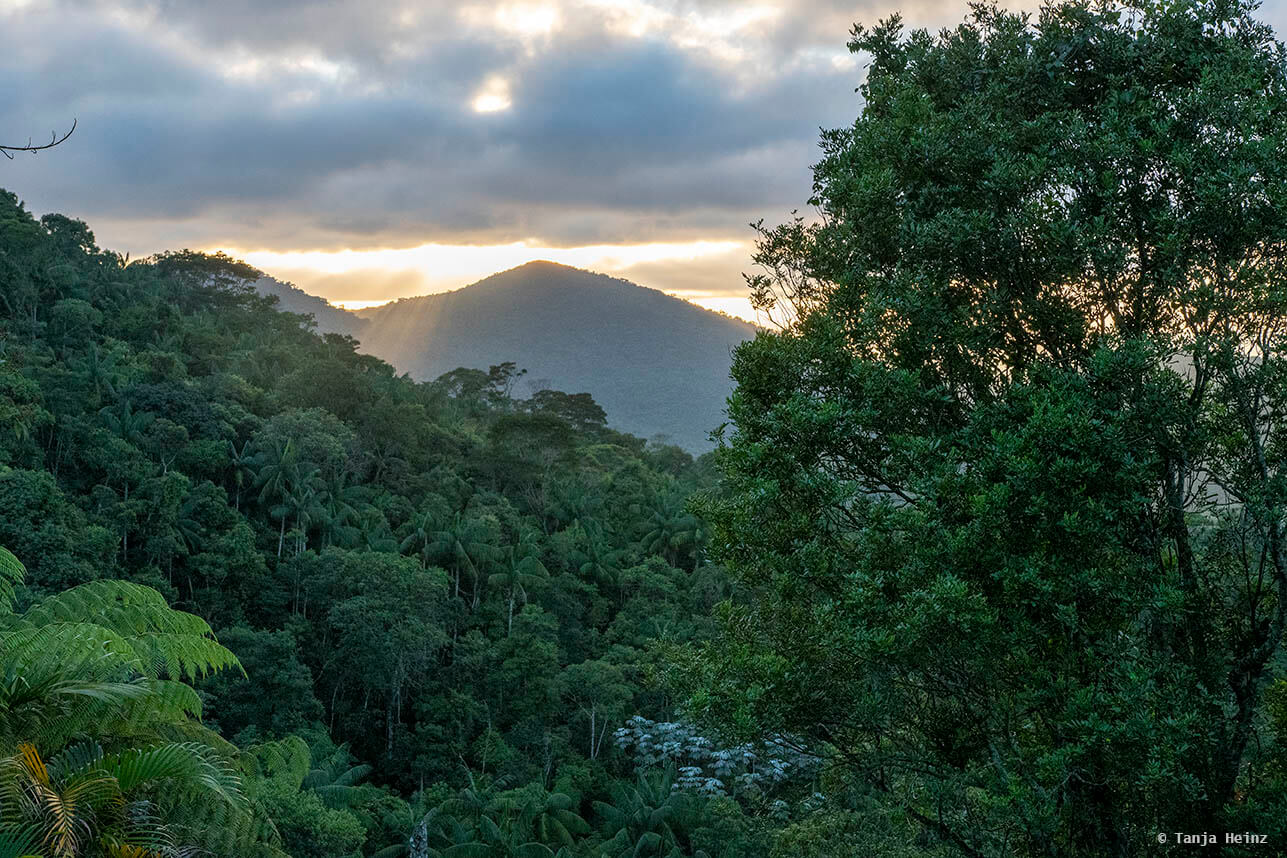 Dawn Chorus