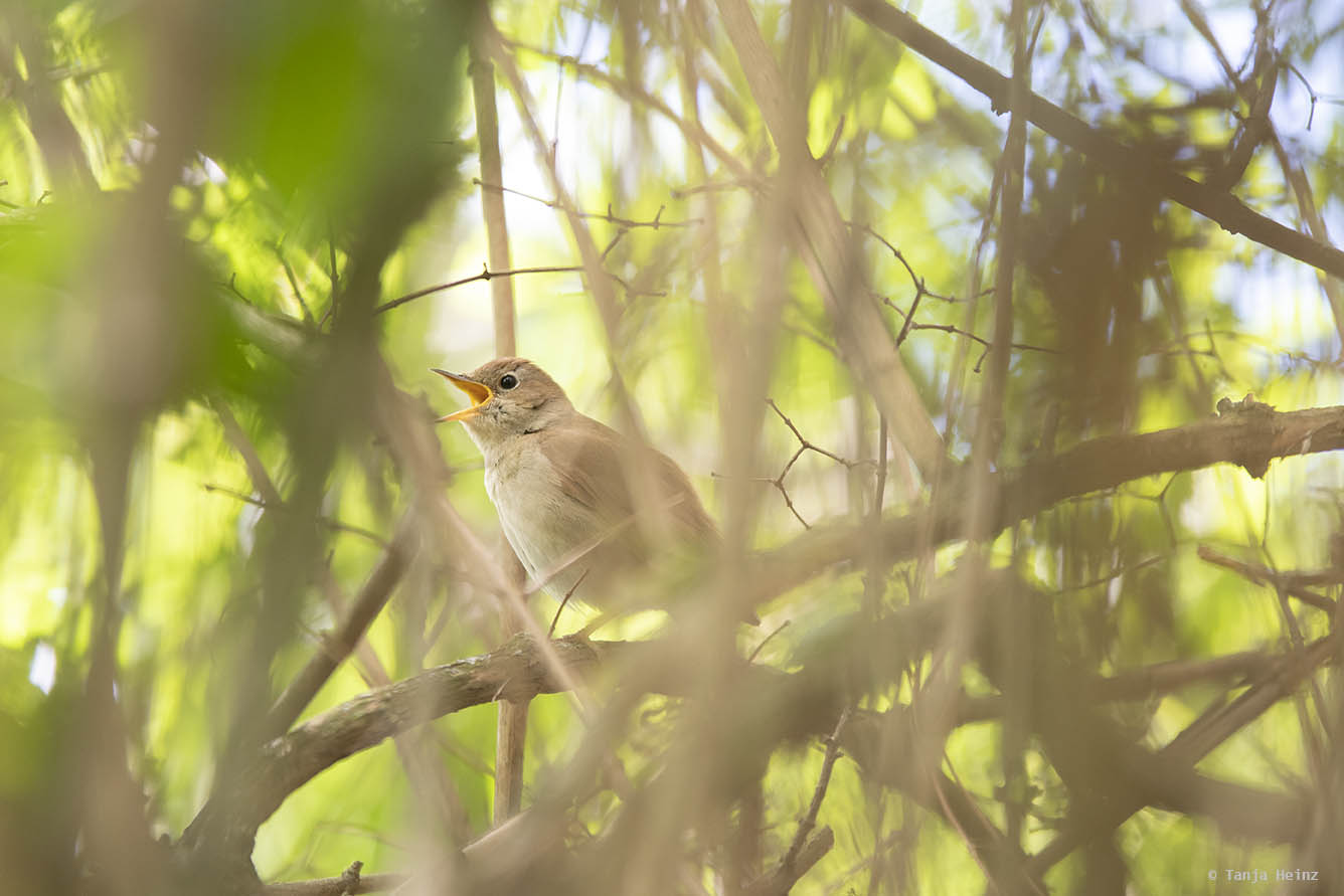 Dawn Chorus
