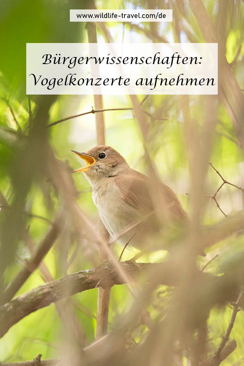 Dawn Chorus