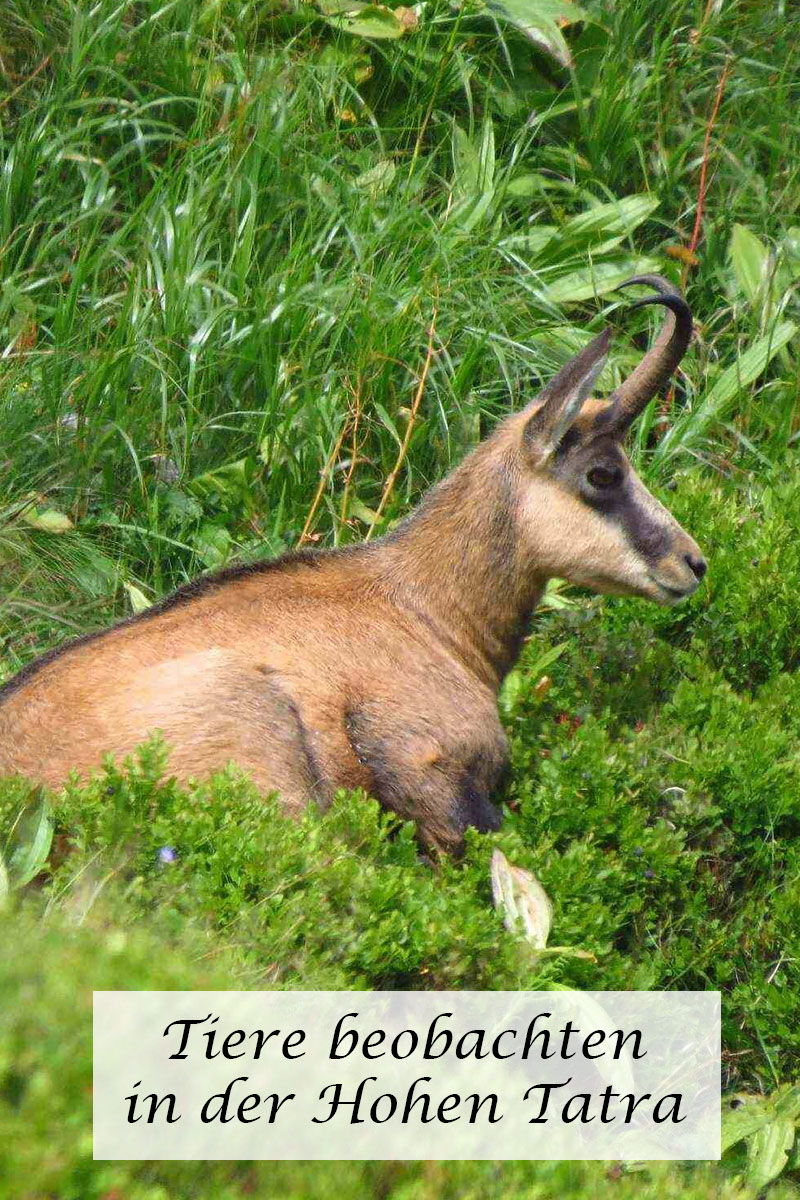 Tiere beobachten