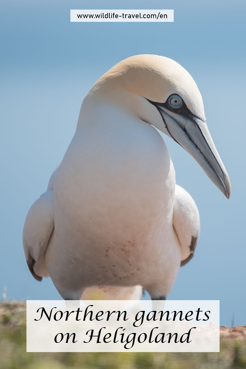 northern gannets