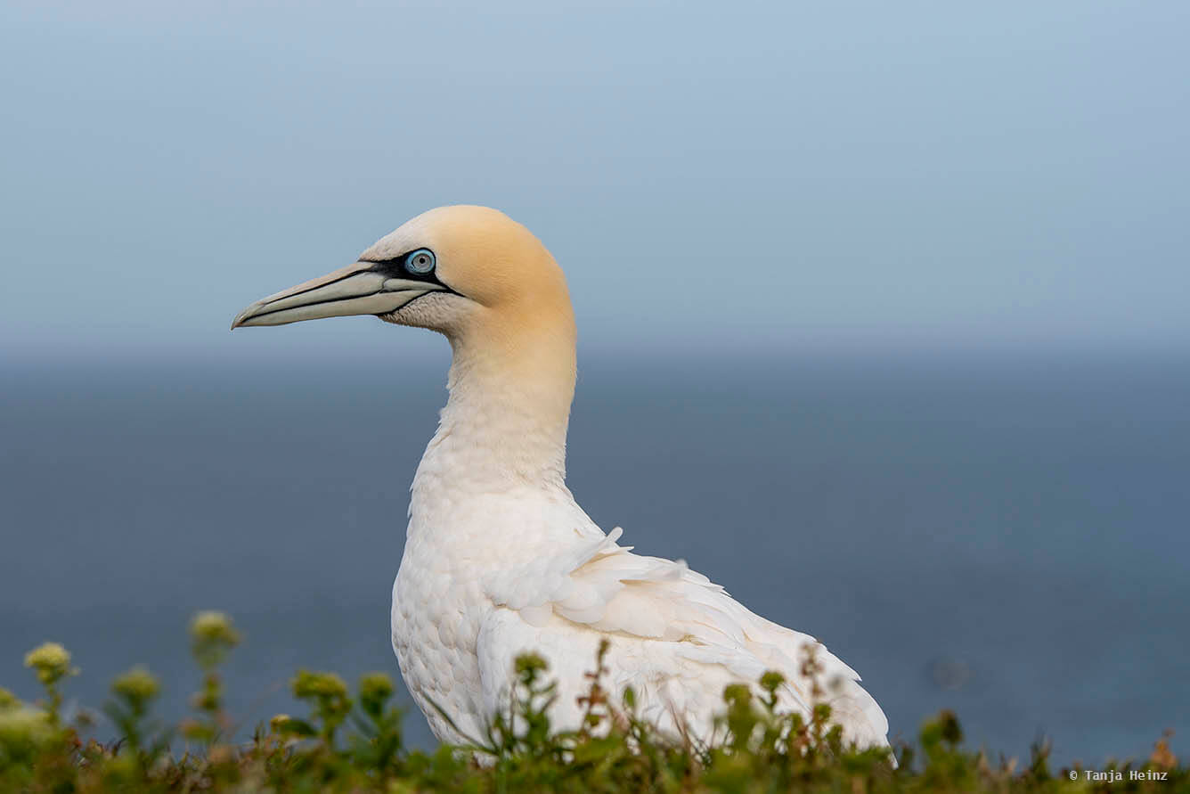 Basstölpel auf Helgoland