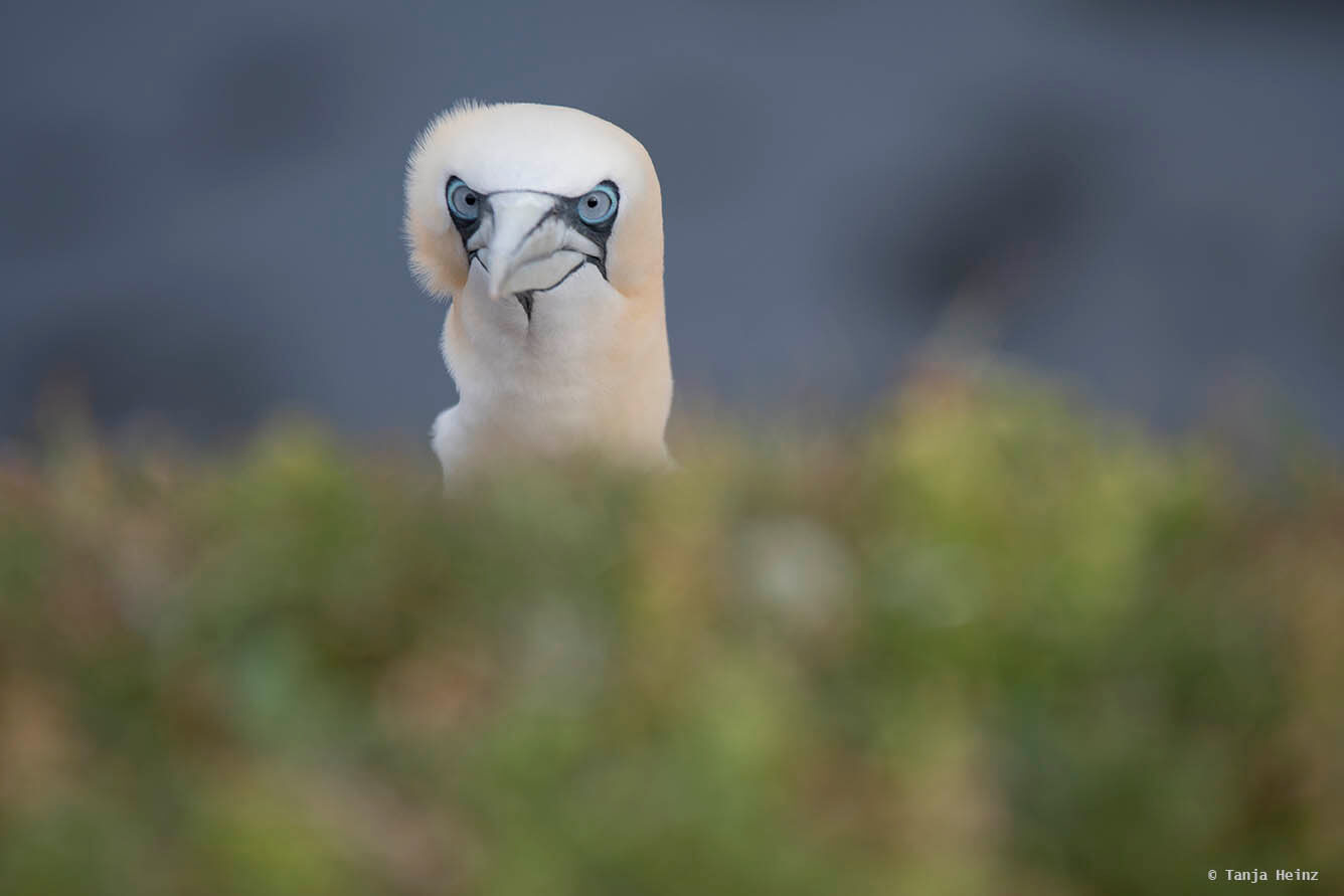 Basstölpel auf Helgoland