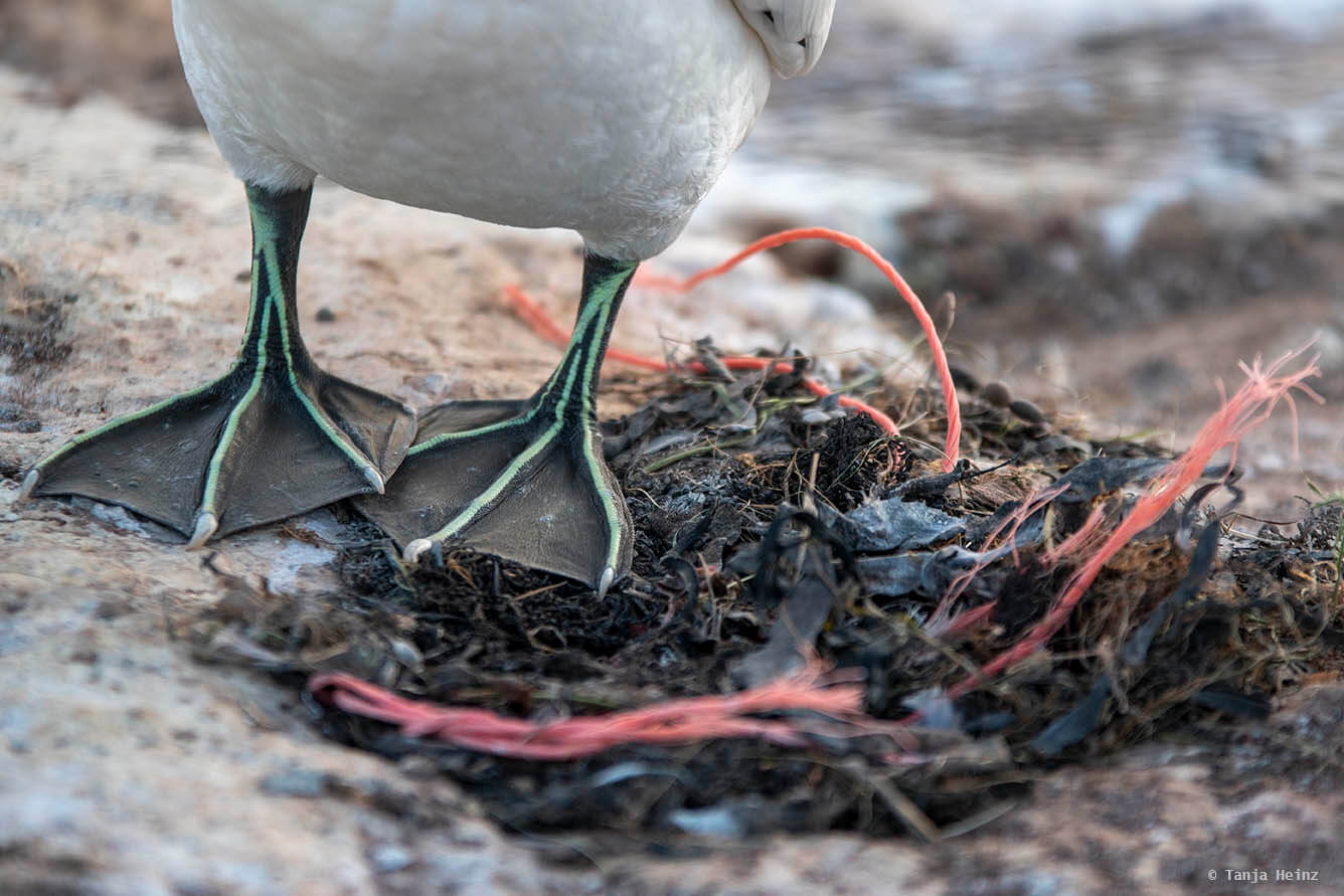 Plastikverschmutzung auf Helgoland