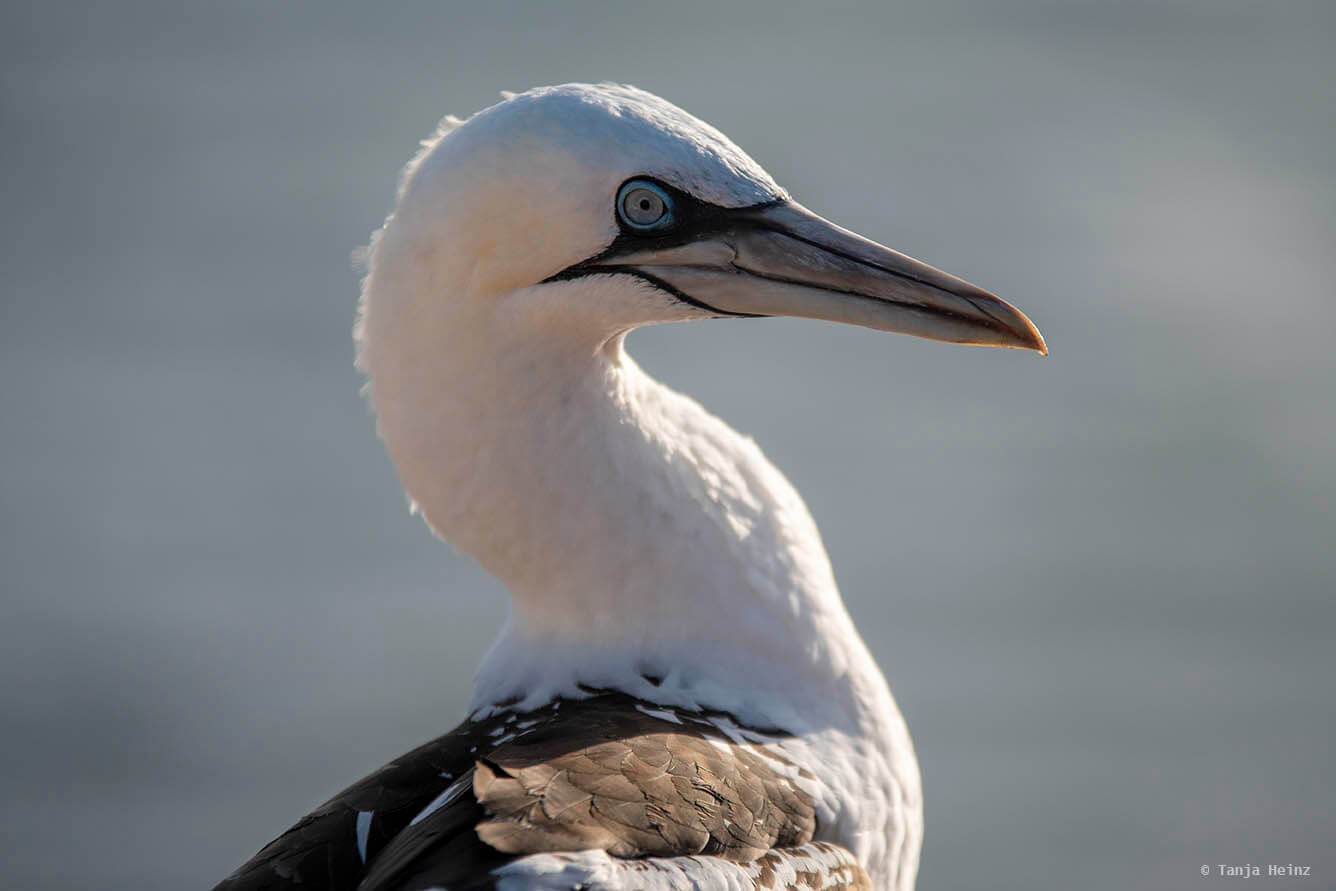 Basstölpel auf Helgoland