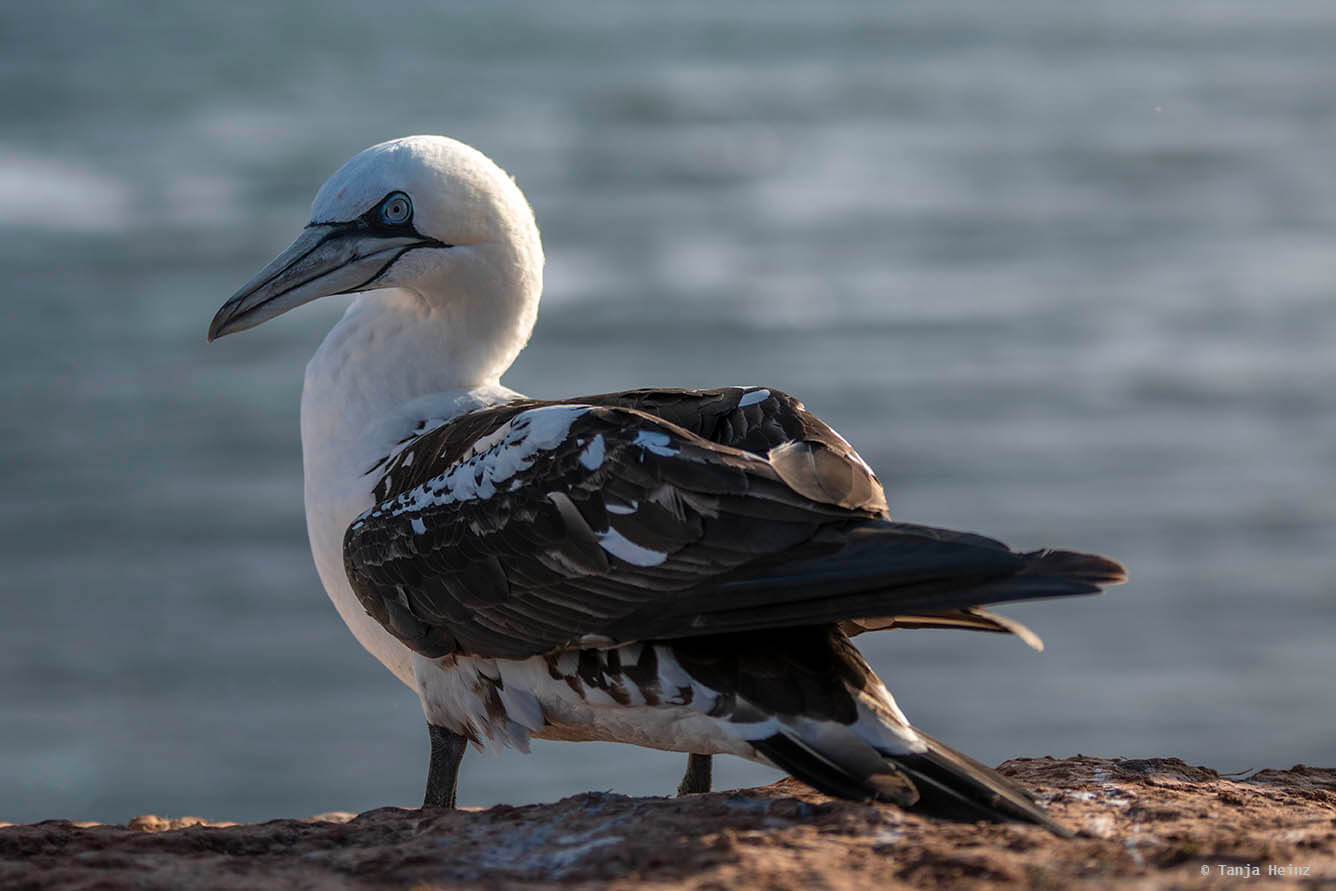 Basstölpel auf Helgoland