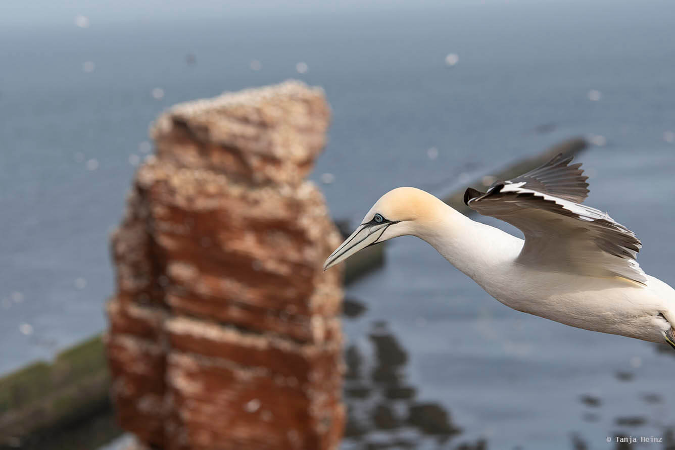 Basstölpel auf Helgoland