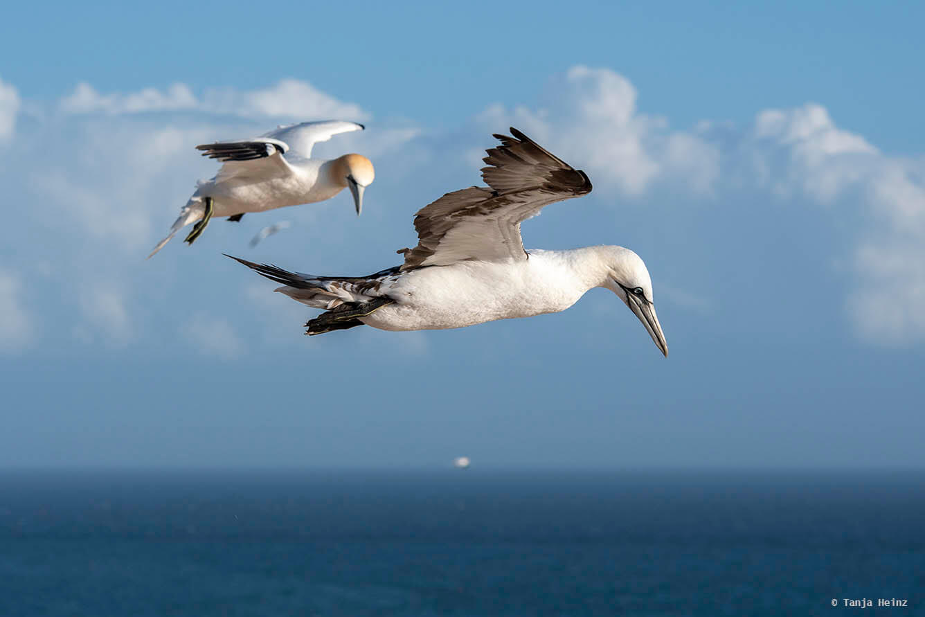 Basstölpel auf Helgoland