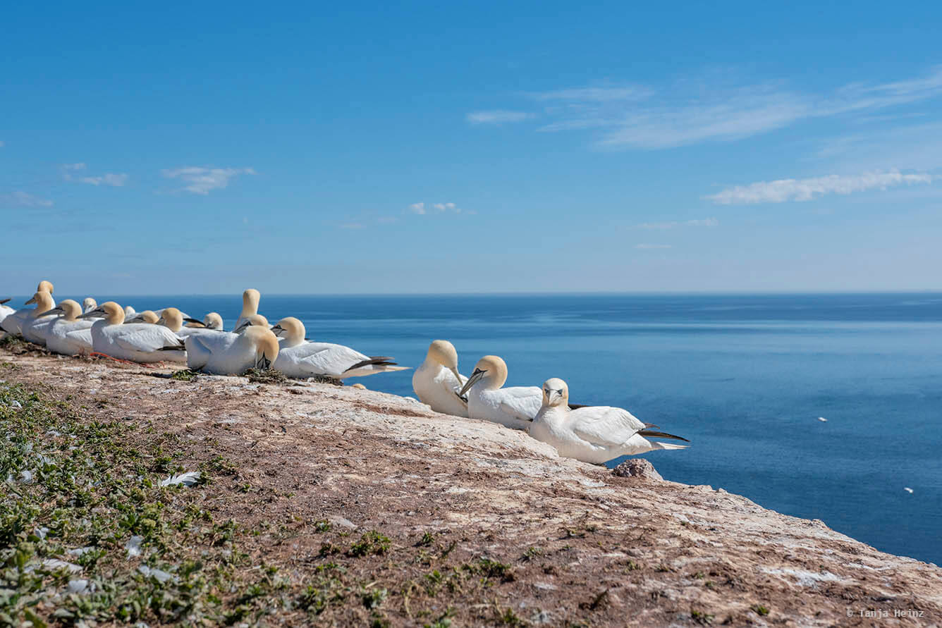 Basstölpel auf Helgoland