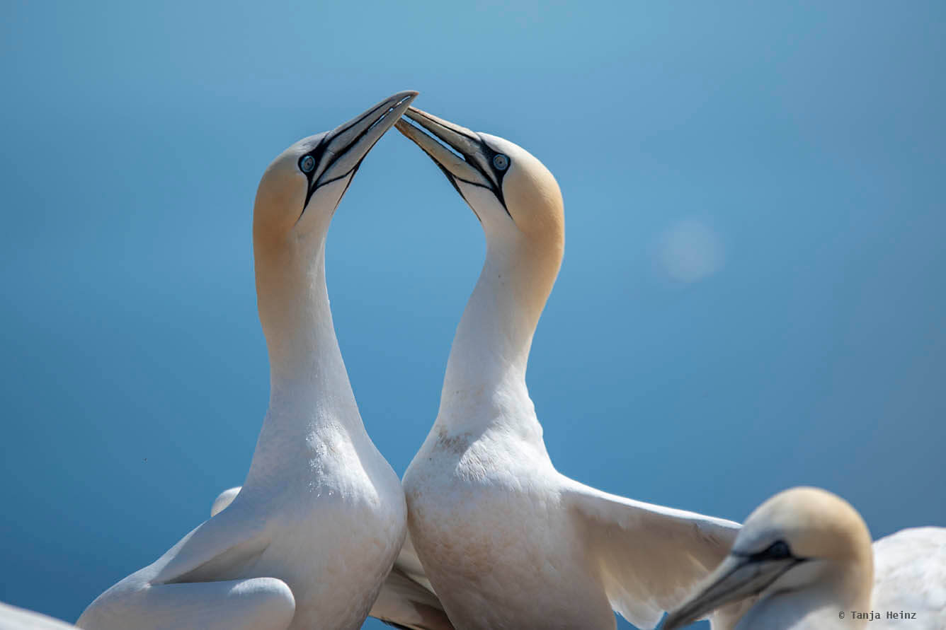 Basstölpel auf Helgoland