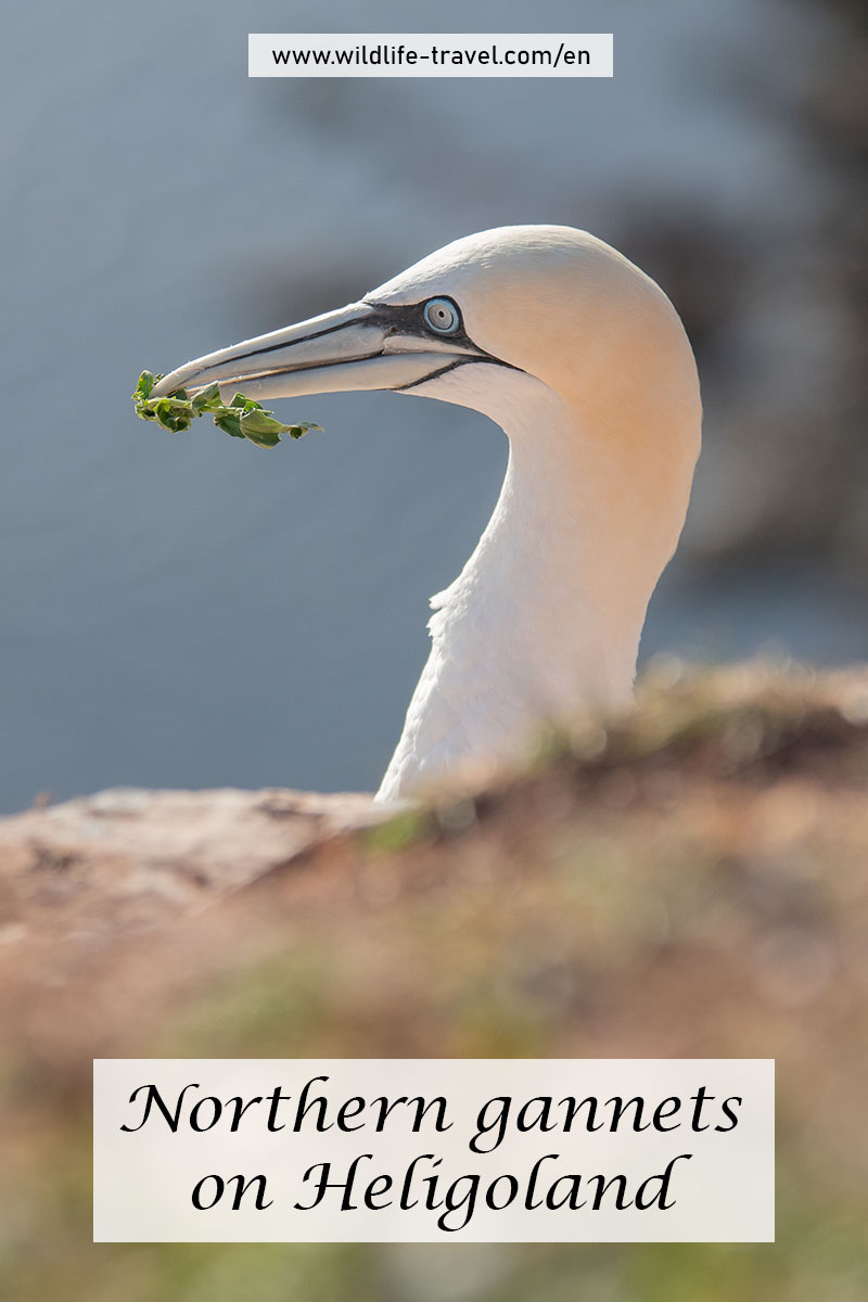 northern gannets