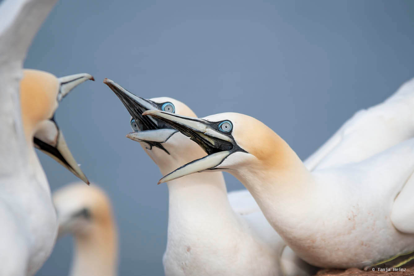 Basstölpel auf Helgoland
