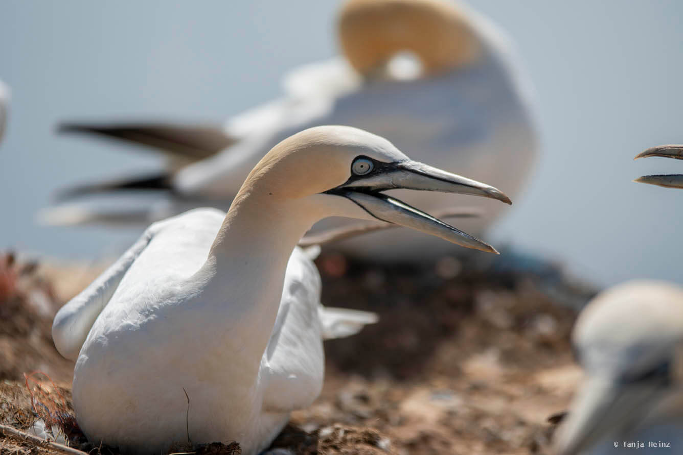 Basstölpel auf Helgoland