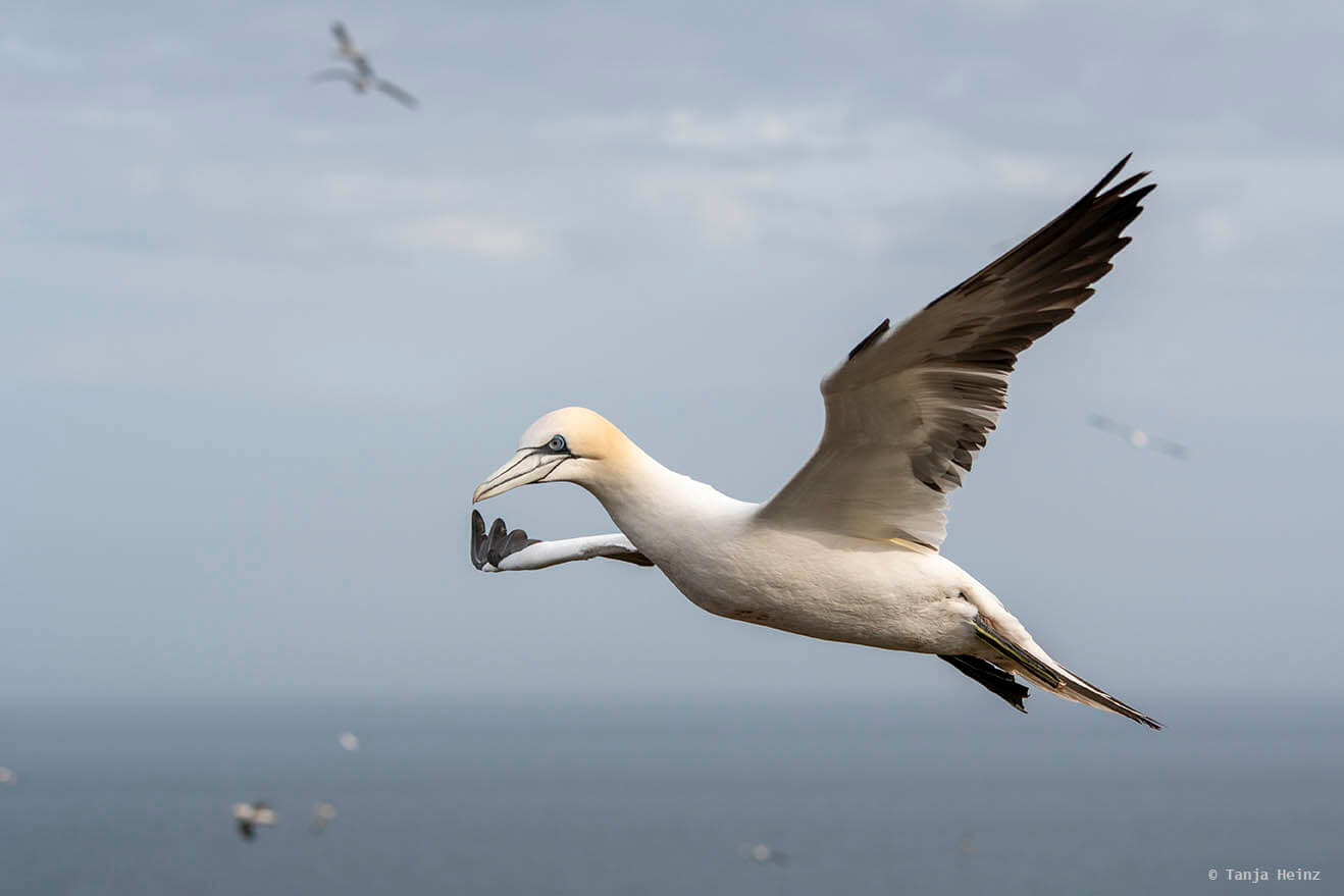Basstölpel auf Helgoland
