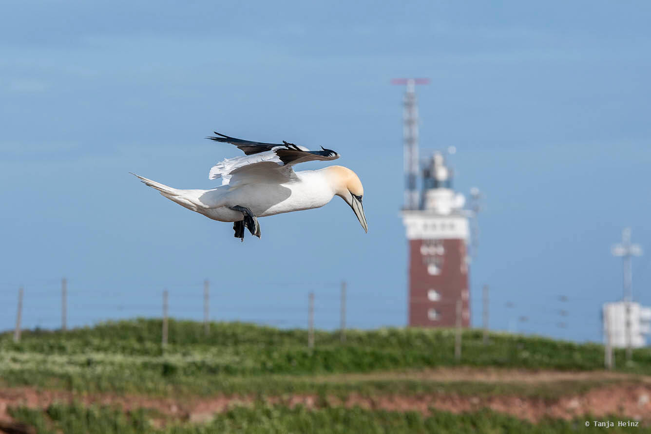 Basstölpel auf Helgoland