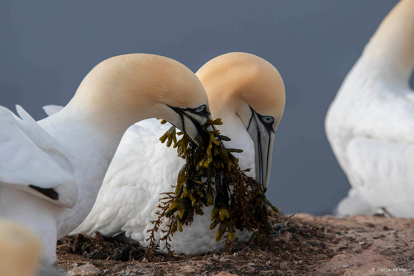 Basstölpel auf Helgoland