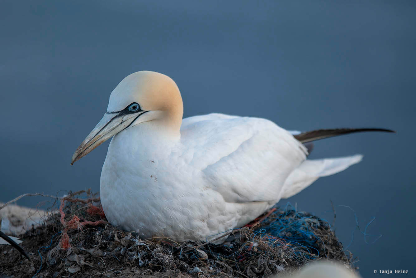 Basstölpel auf Helgoland