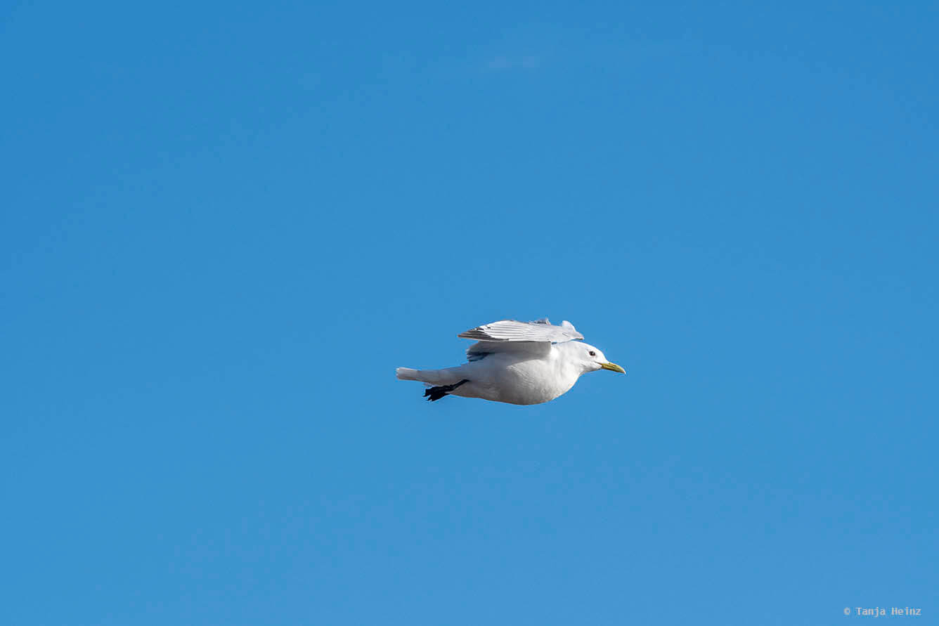 Dreizehenmöwe auf Helgoland