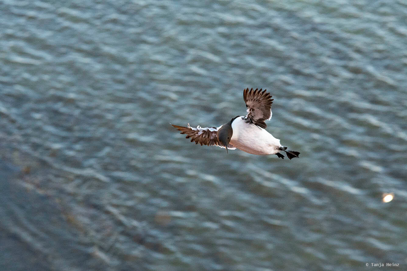 Trottellummen auf Helgoland