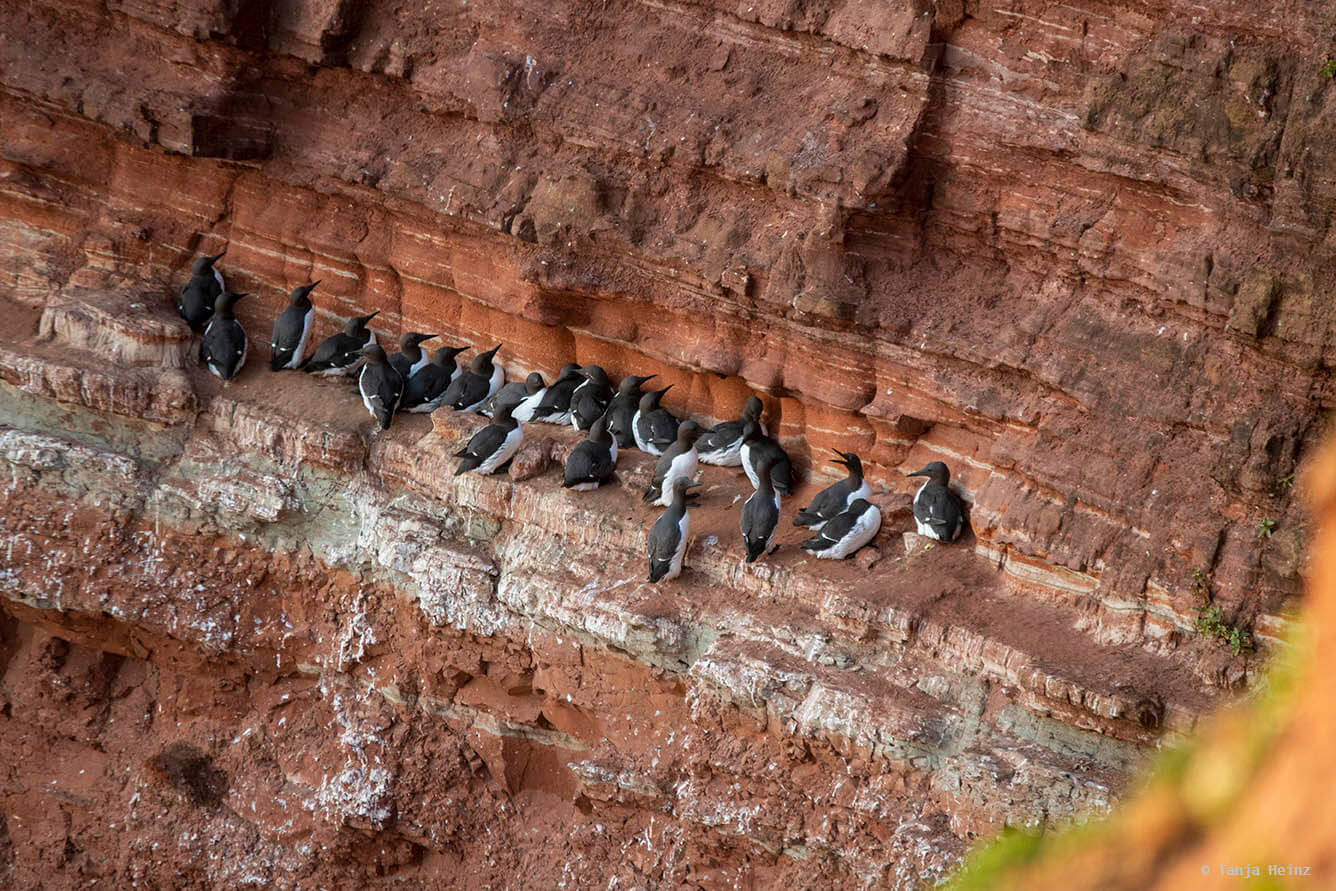 Trottellummen auf Helgoland
