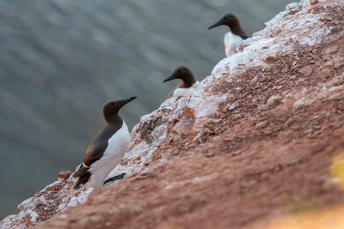 Trottellummen auf Helgoland