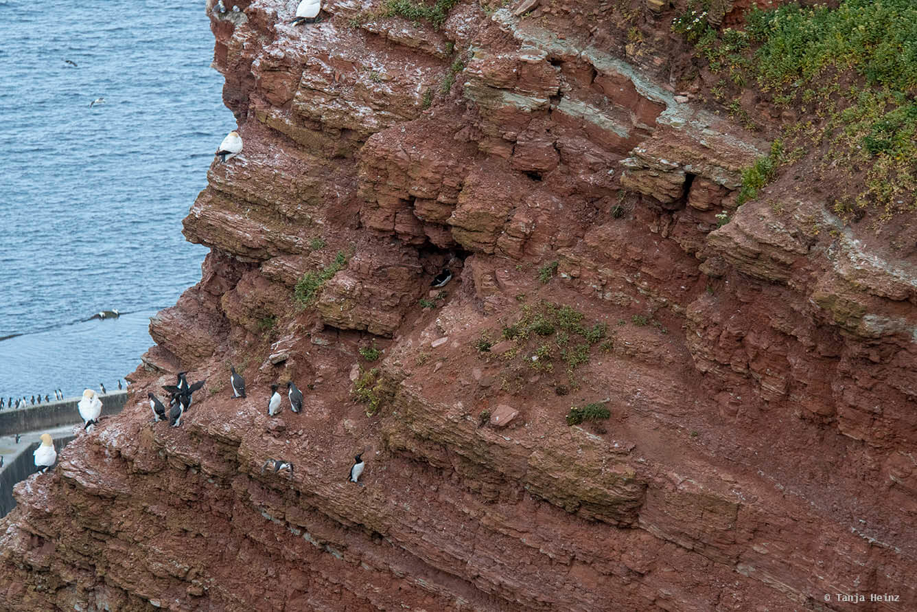 Tordalk auf Helgoland