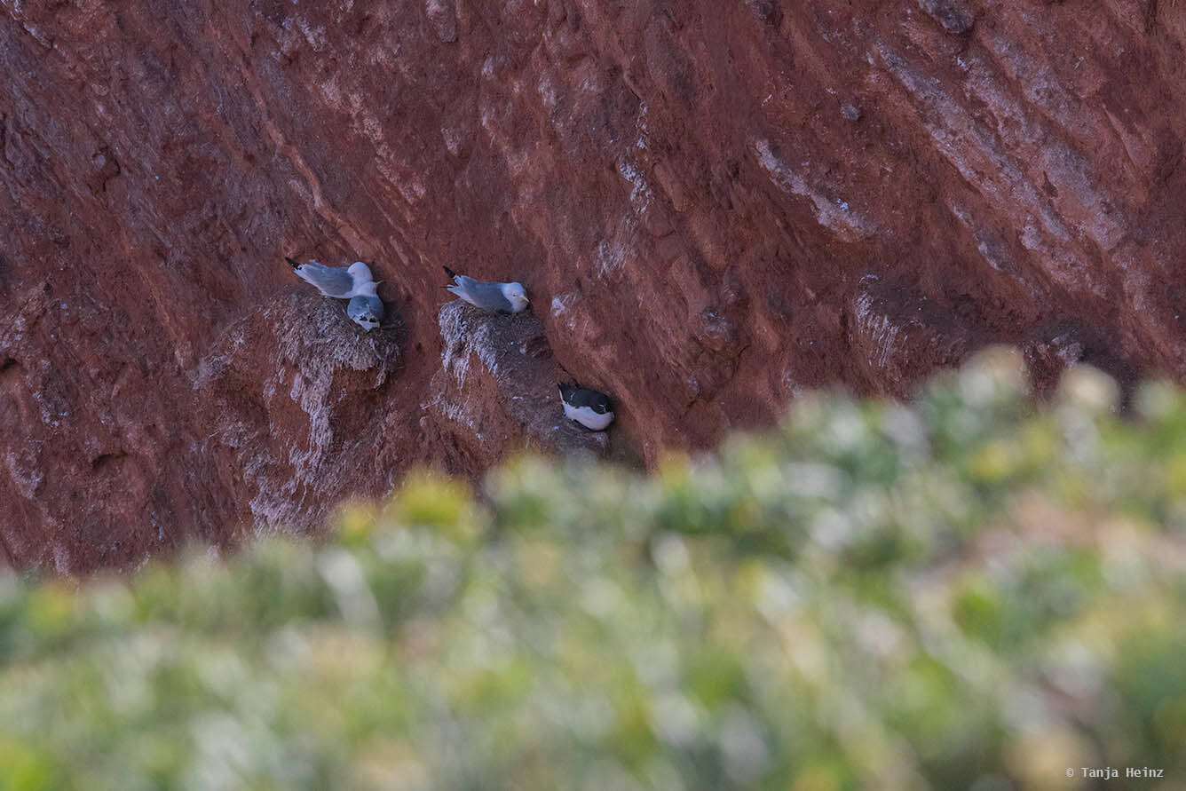 Tordalk auf Helgoland