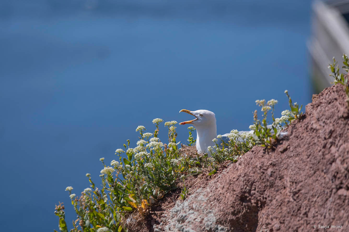 Silbermöwe auf Helgoland