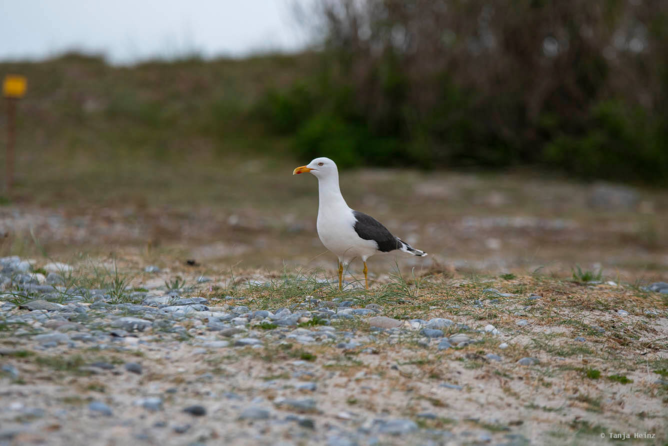 Heringsmöwe auf Helgoland