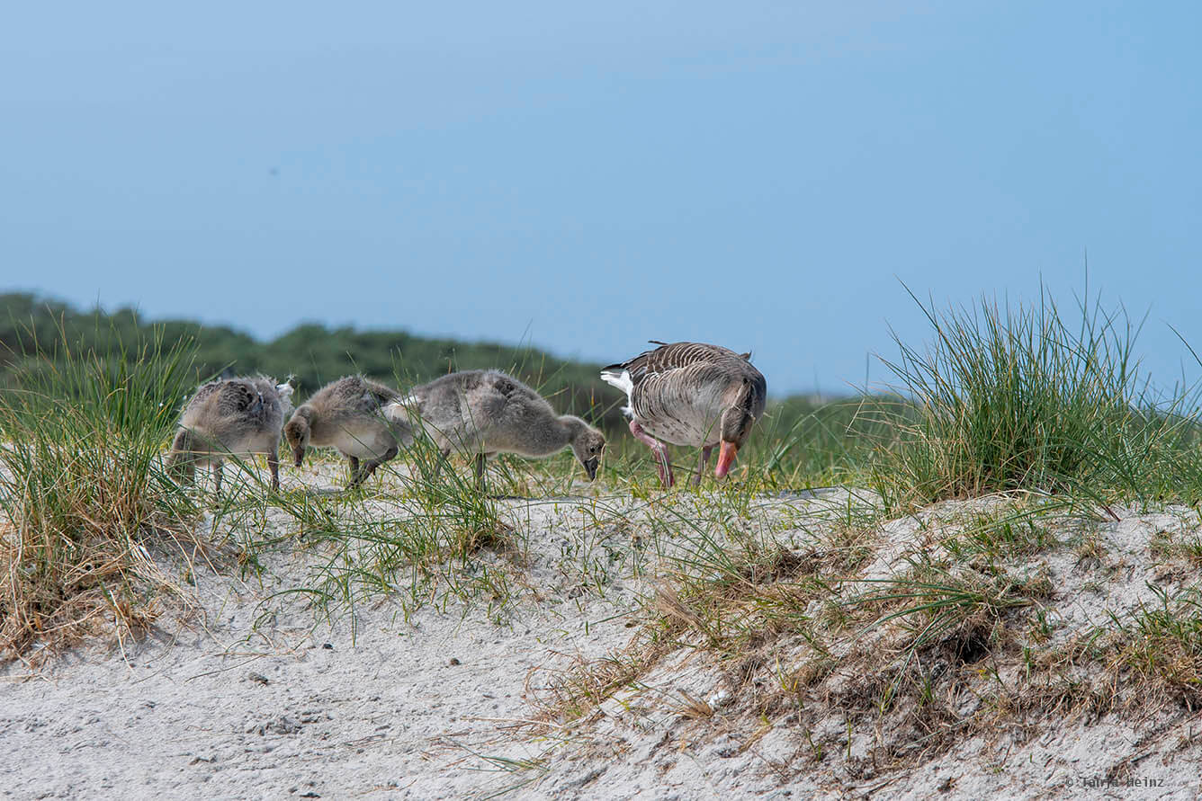 Graugans auf Helgoland