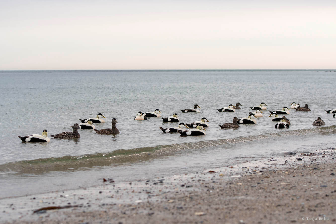 Eiderenten auf Helgoland