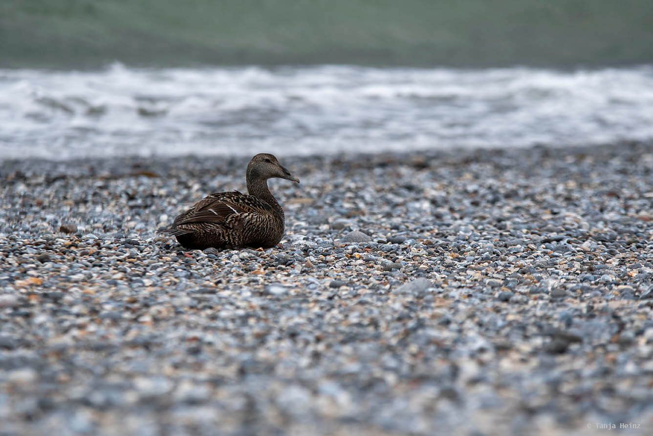 Eiderenten auf Helgoland