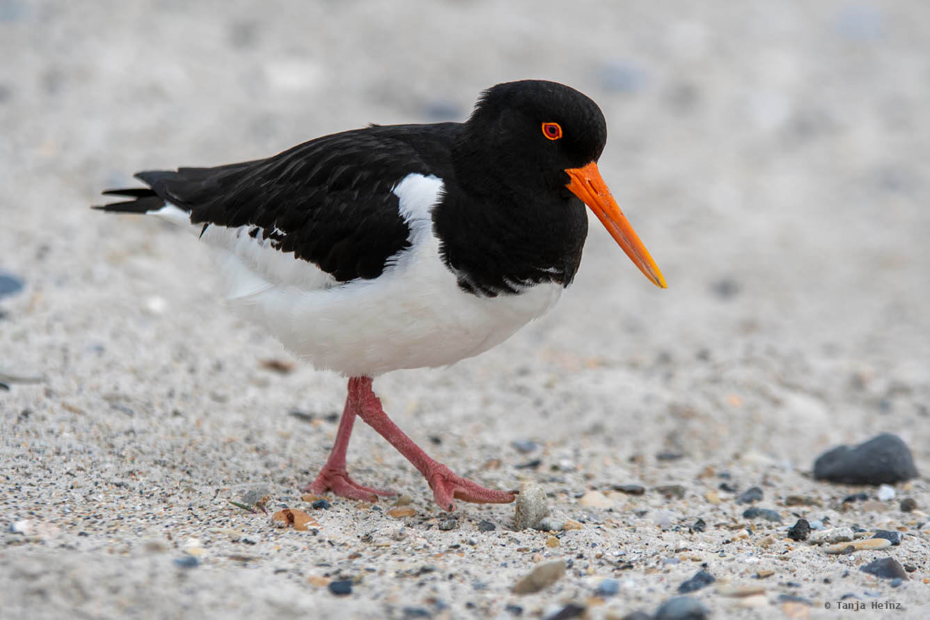 Austernfischer auf Helgoland