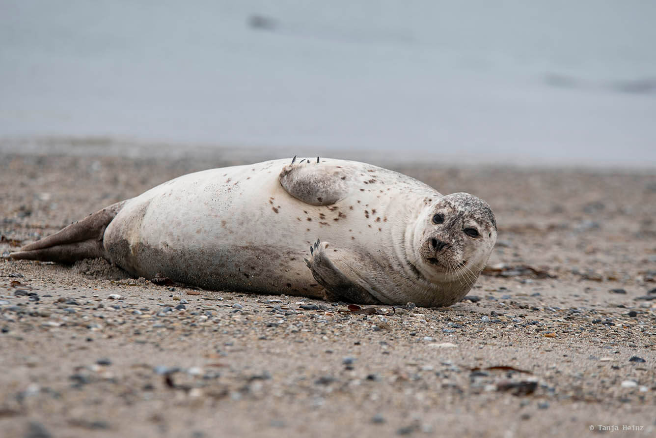 Seehund auf Helgoland