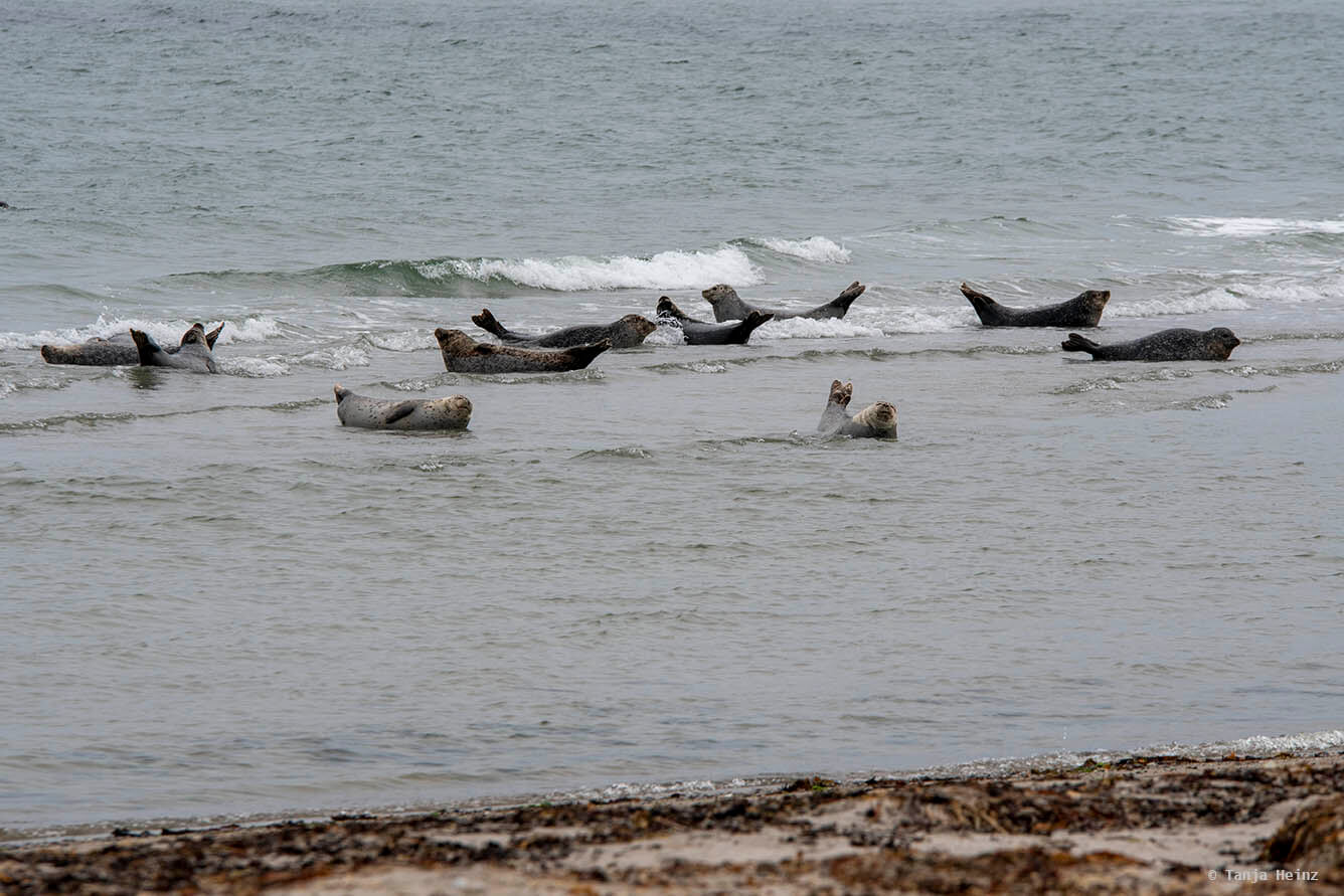Seehunde auf Helgoland